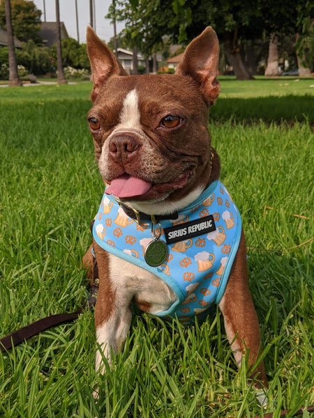 Beer and Pretzels Reversible Harness