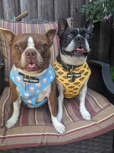 Monkeys are Bananas Reversible Harness