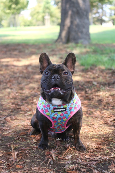 Popsicles and Watermelon Reversible Harness