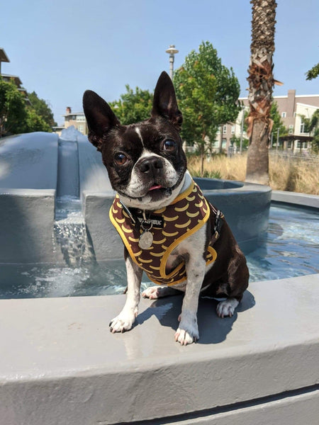 Monkeys are Bananas Reversible Harness