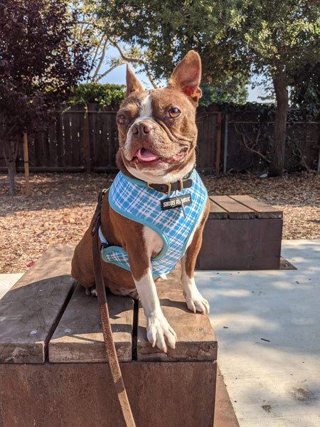 Beer and Pretzels Reversible Harness