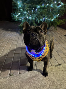 Winter safety: LED dog collars review