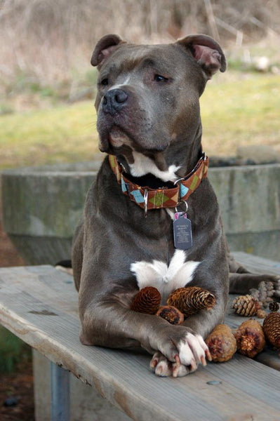 Brown Argyle