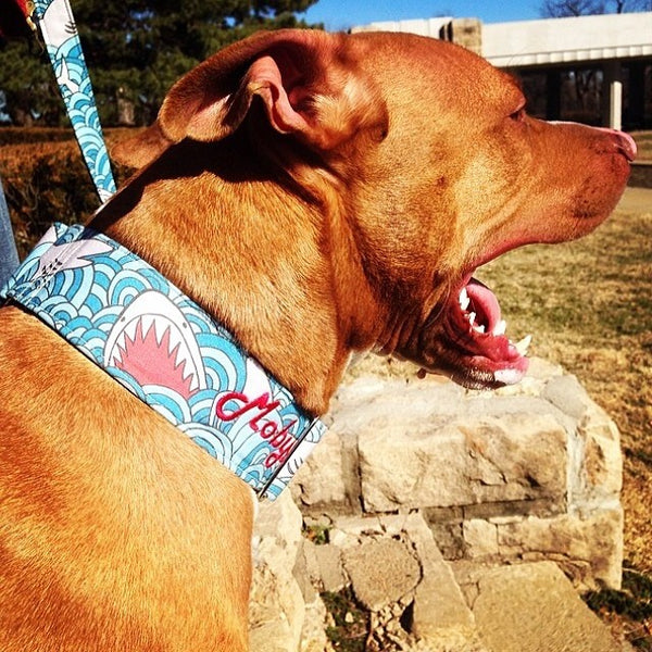 Jaws