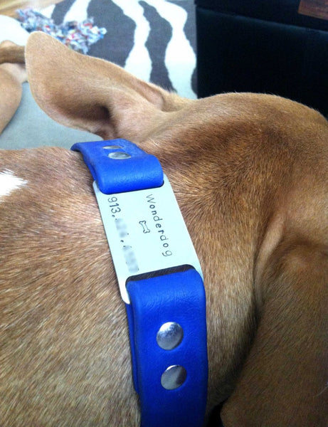 Waterdog Collars