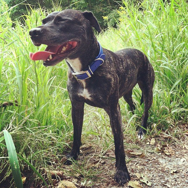 Waterdog Collars