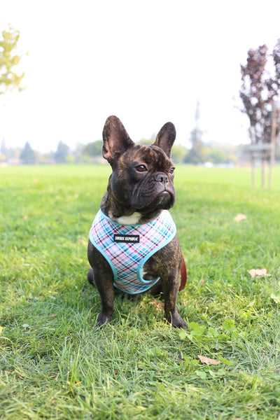 When Pigs Fly Reversible Harness