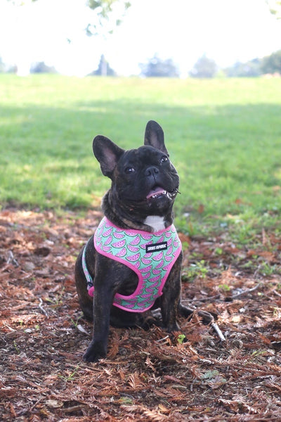 Popsicles and Watermelon Reversible Harness